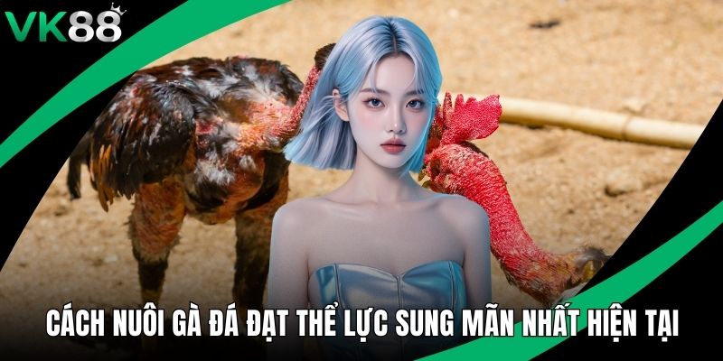 Cách Nuôi Gà Đá Đạt Thể Lực Sung Mãn Nất Hiện Tại