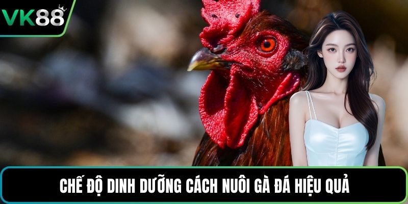 Chế độ dinh dưỡng cách nuôi gà đá hiệu quả