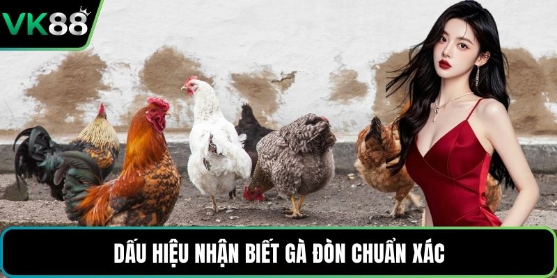 Dấu hiệu nhận biết gà đòn chuẩn xác