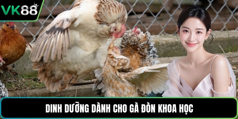 Dinh dưỡng dành cho gà đòn khoa học