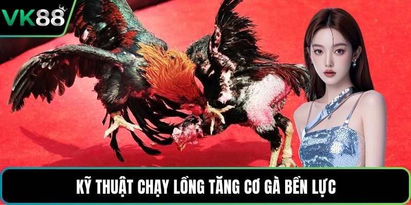 Kỹ thuật chạy lồng tăng cơ gà bền lực