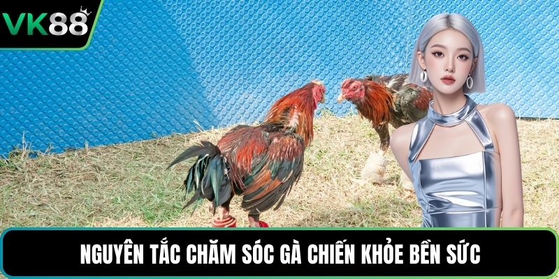 Nguyên tắc chăm sóc gà chiến khỏe bền sức