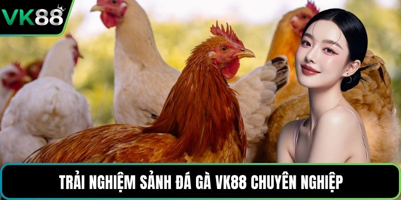 Trải nghiệm sảnh đá gà VK88 chuyên nghiệp